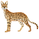 African Serval