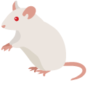 Albino Mouse
