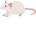 Albino Mouse
