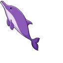 Amazon Pink River Dolphin