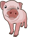 Baby Pig