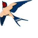 Barn Swallow