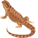 Bearded Dragon