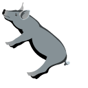 Black Iberian Pig