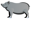 Black Iberian Pig
