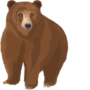 Brown Bear