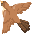 Brown Sparrow