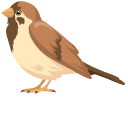 Brown Sparrow