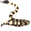 Bungarus Candidus