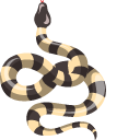 Bungarus Candidus