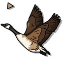 Canada Goose