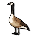 Canada Goose