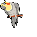 Cockatiel