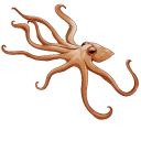 Common and Blue-Ringed Octopuses
