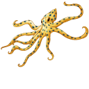 Common and Blue-Ringed Octopuses