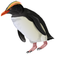 Crested Penguins