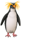 Crested Penguins