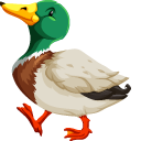 Duck