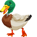 Duck