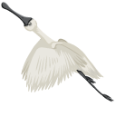 Eurasian Spoonbill