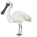 Eurasian Spoonbill