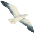European Herring Gull
