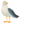 European Herring Gull