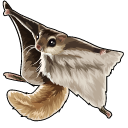 Flying Squirrel