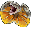 Frilled Lizard