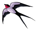 Graceful Swallow