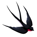Graceful Swallow