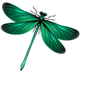 Green and Blue Dragonflies