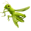 Green Grasshopper