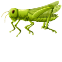 Green Grasshopper