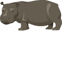 Hippopotamus