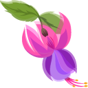 Hummingbird and Fuchsia Flower