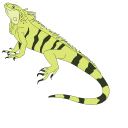 Iguana