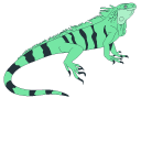 Iguana