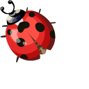 Ladybug