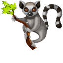 Madagascar Lemurs