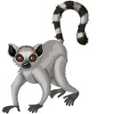 Madagascar Lemurs