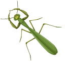 Mantis
