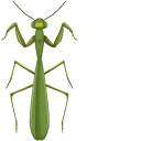 Mantis