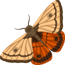 Moth