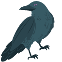 Northern Raven