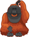 Orangutan