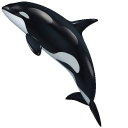 Orca aka Killer Whale