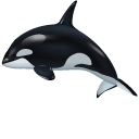 Orca aka Killer Whale