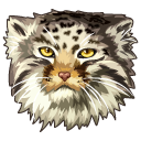 Pallas's Cat aka Manul