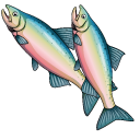 Rainbow Trout